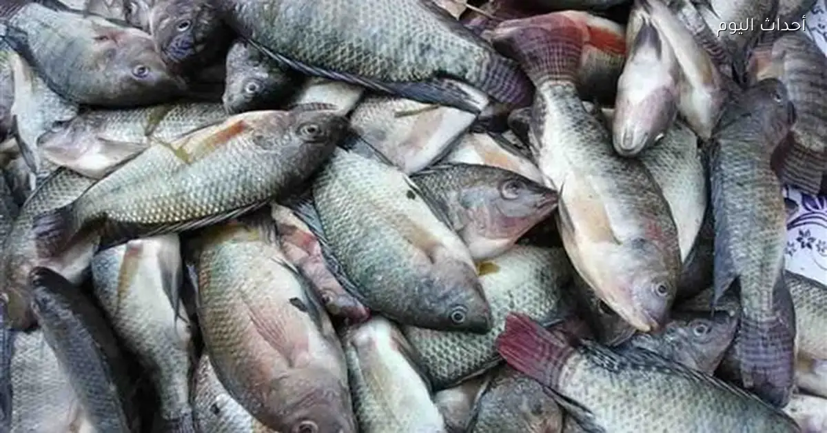 أسعار الأسماك في الأسواق المصرية اليوم 18 مارس 2026