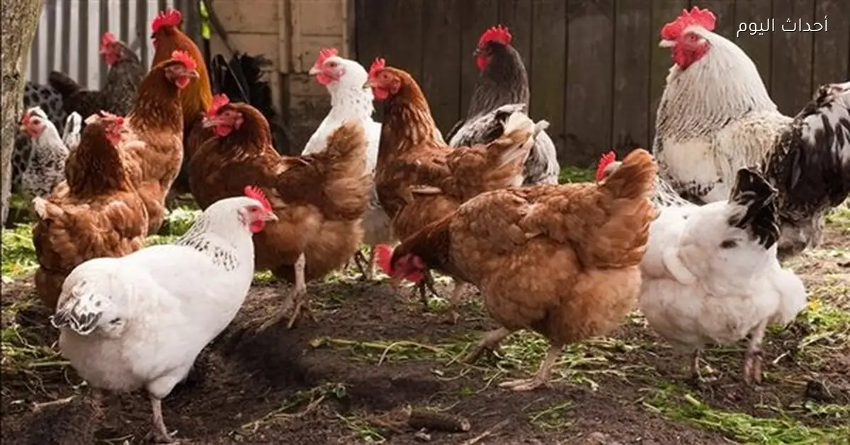 أسعار الدواجن في الأسواق المصرية اليوم 15 مارس 2026