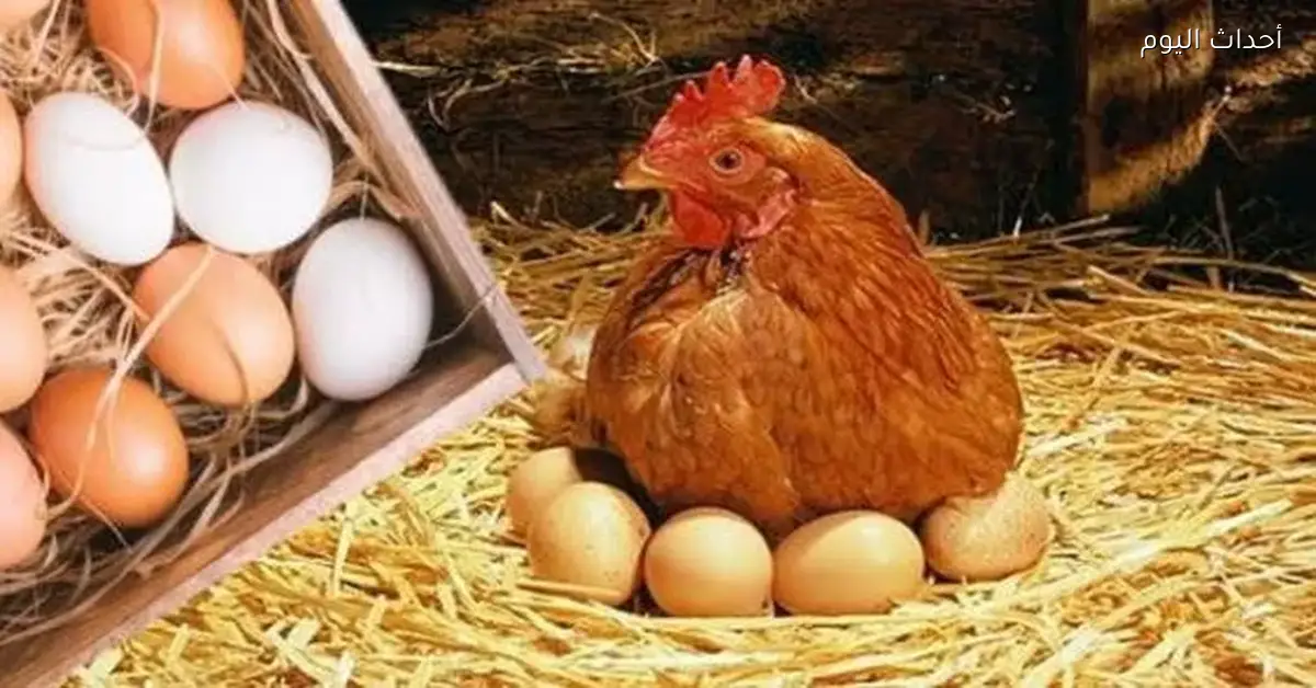 أسعار الدواجن والبيض اليوم الثلاثاء 3 مارس 2026