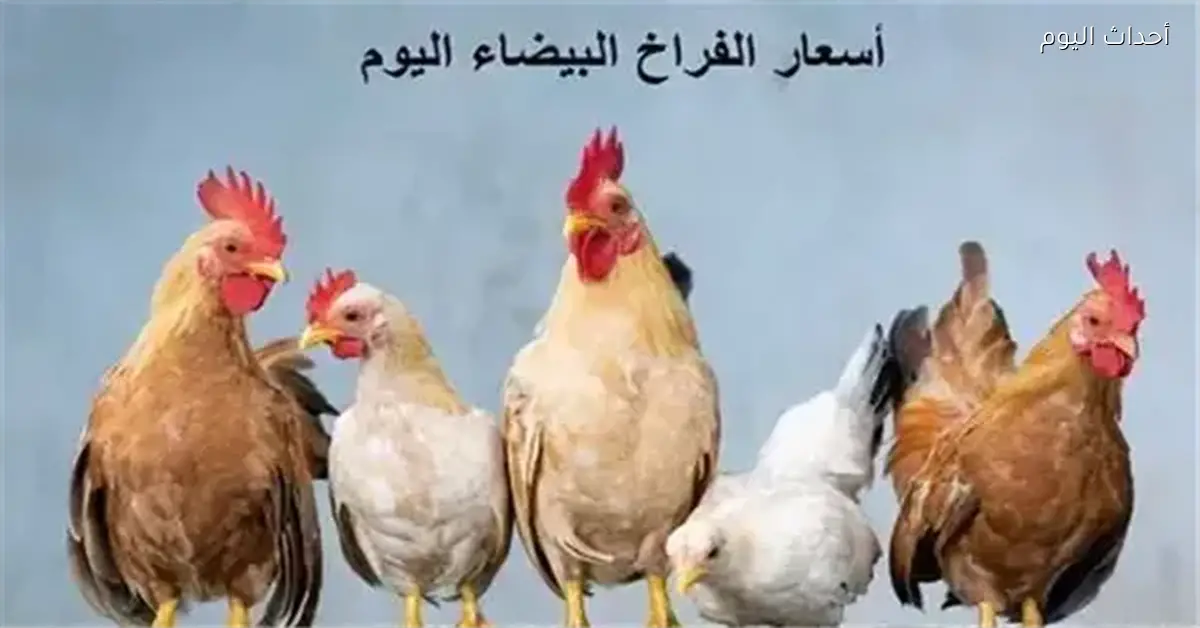 أسعار الفراخ البيضاء اليوم 23 مارس 2026 بعد الانخفاض