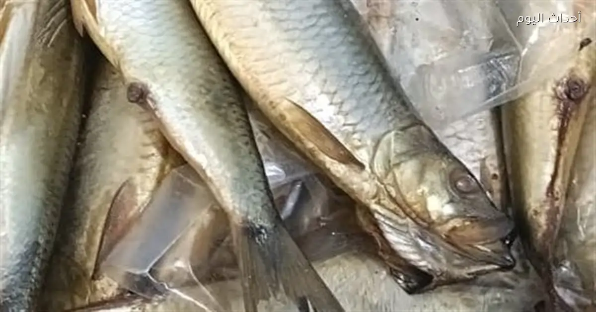 أسعار الفسيخ والرنجة والملوحة قبل عيد الفطر