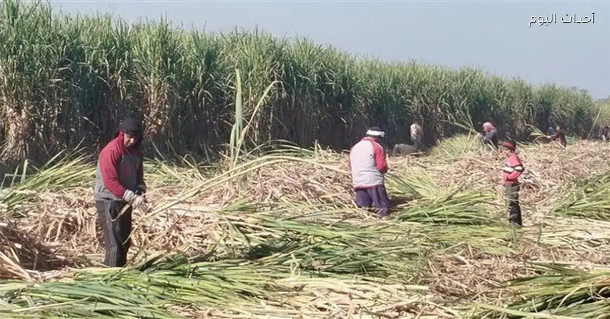 إزالة 119 حالة تعدٍ على الأراضي الزراعية وأملاك الدولة