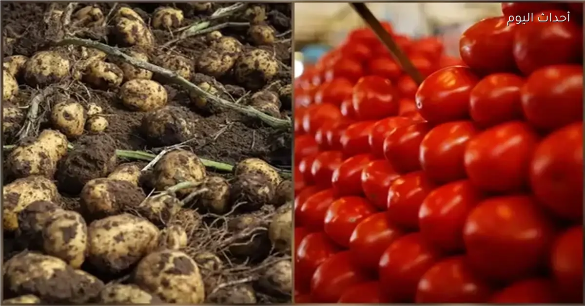 ارتفاع أسعار الطماطم إلى 40 جنيهاً قبل عيد الفطر