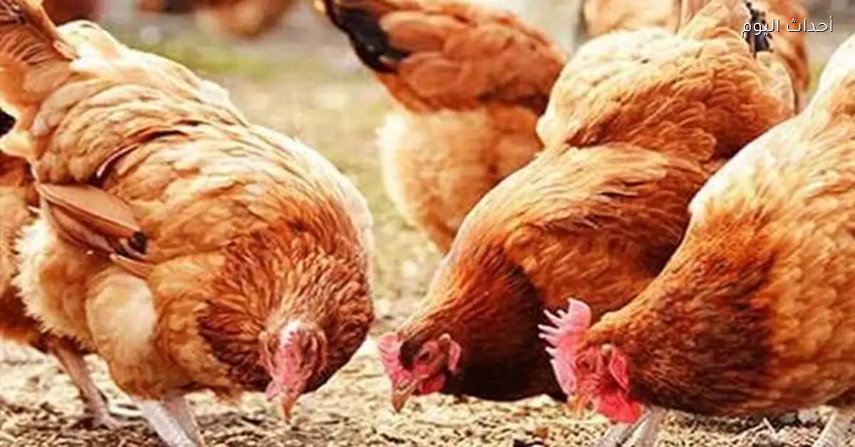 استقرار أسعار الدواجن والبيض في الأسواق الثلاثاء 17 مارس