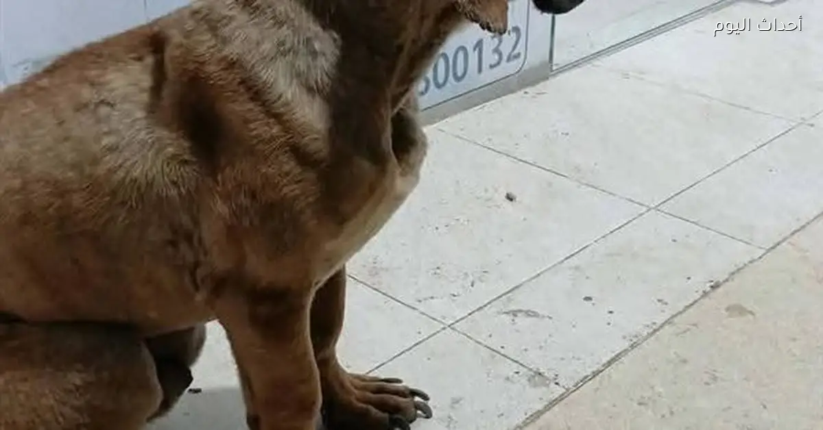 الأجهزة الأمنية بالسويس تحقق في فيديو اعتداء على كلب