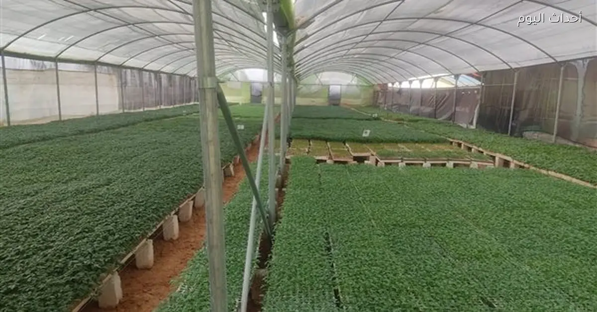 الزراعة تتابع الصوب الزراعية وتدعم المزارعين بجولات ميدانية