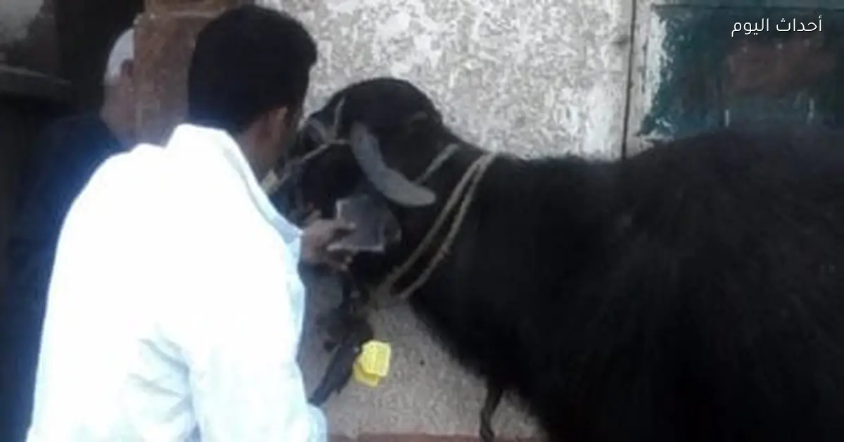 الزراعة تعزز جهودها لحماية الثروة الحيوانية من الحمى القلاعية