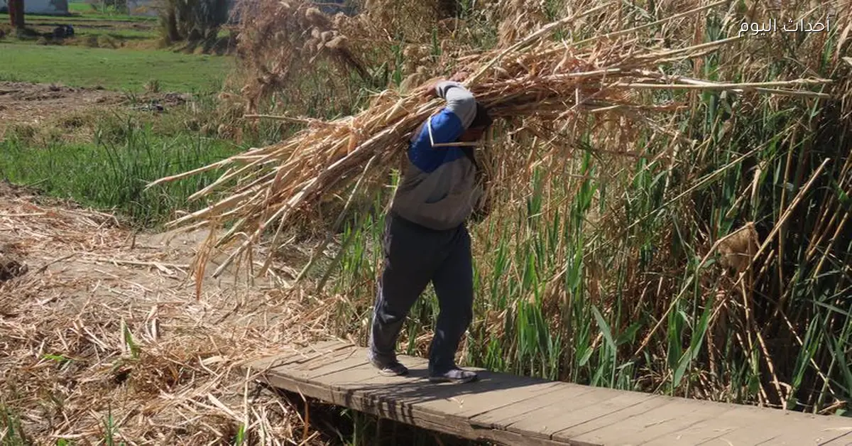 «القابضة الغذائية» تعلن توريد 2.9 مليون طن قصب وإنتاج 306 آلاف طن سكر