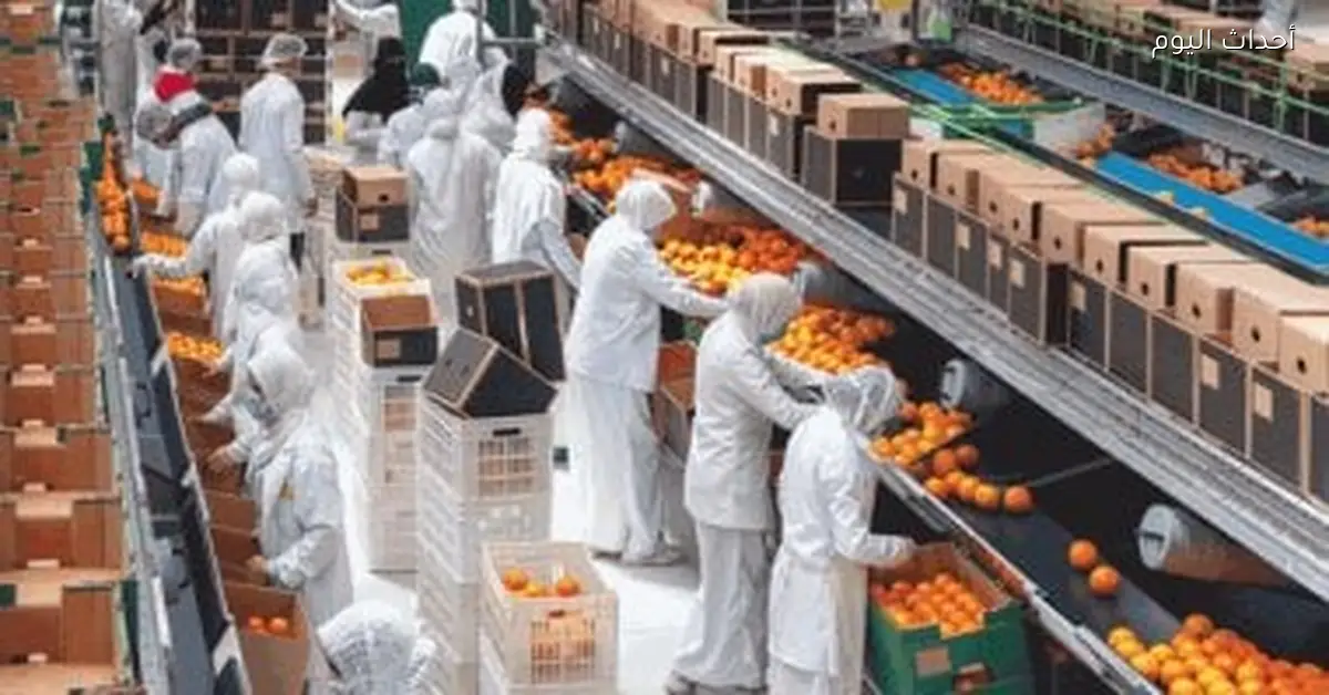 الموالح المصرية تحقق صادرات قياسية تتجاوز مليوني طن