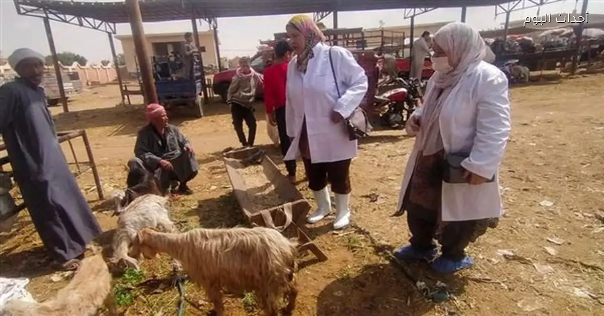 بيطري السويس يراقب سوق الأغنام ويحصن الحيوانات الجديدة