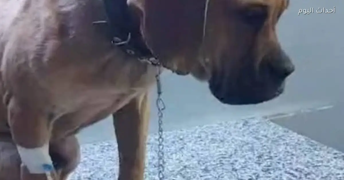 تحديد هوية طبيب كلب السويس ومناقشة ملابسات الواقعة