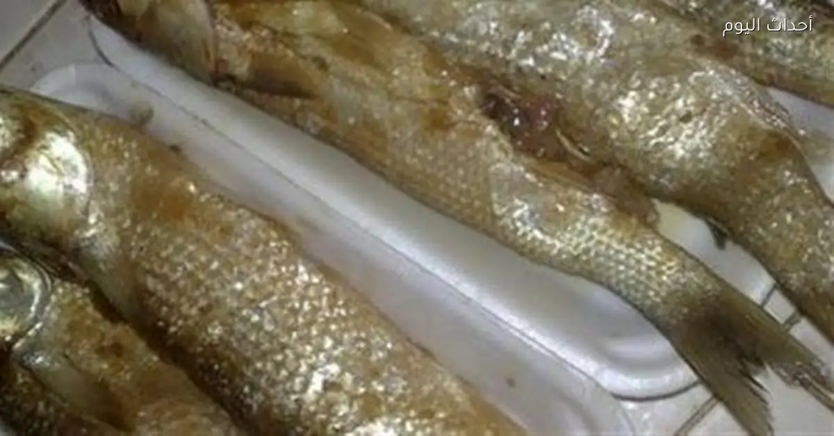 تحذير من القومي للبحوث: الفسيخ خطر على مرضى القلب والضغط