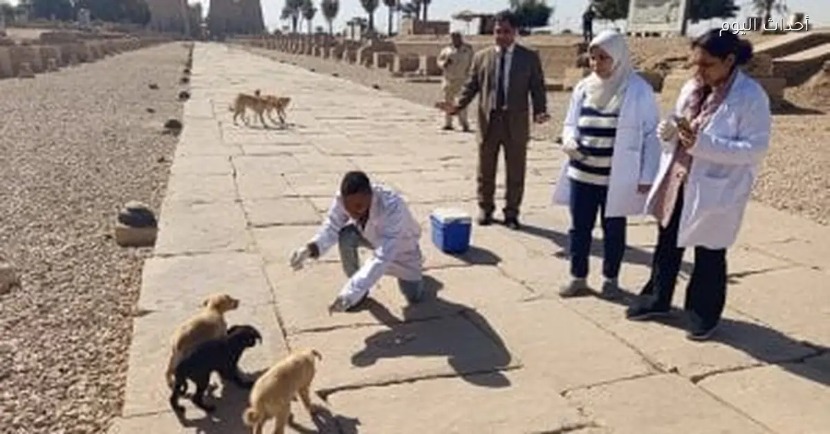 تحصين 18 ألف كلب في حملة مكافحة السعار بوزارة الزراعة