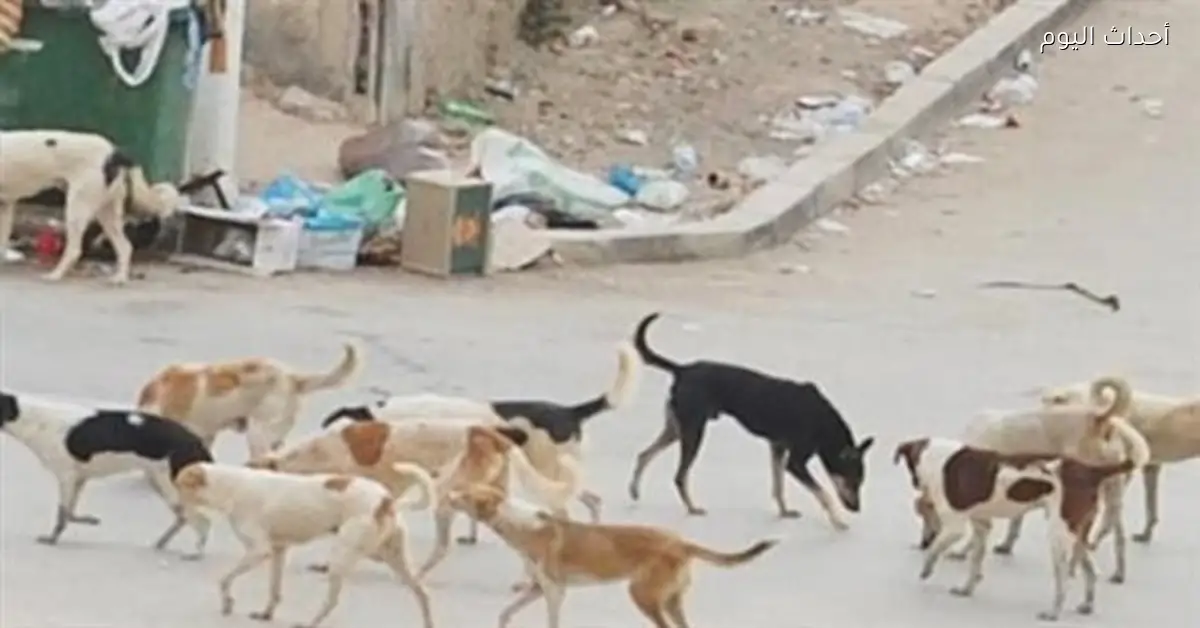 تحصين 48 كلبًا ضالًا استجابة لشكاوى الأهالي