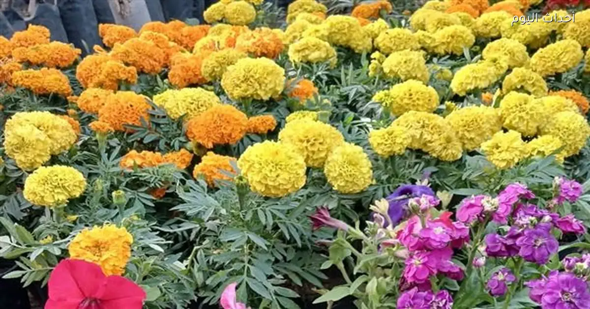 تطهير 9 مواقع وتحويلها إلى مساحات خضراء