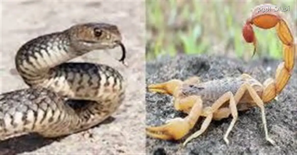 توافر أمصال العقارب والثعابين ورفع الاستعداد لمواجهة الطقس