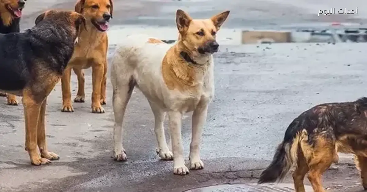 جامعة حلوان الأهلية تحذر من إطعام الكلاب الضالة داخل الحرم بسبب زيادة أعدادها