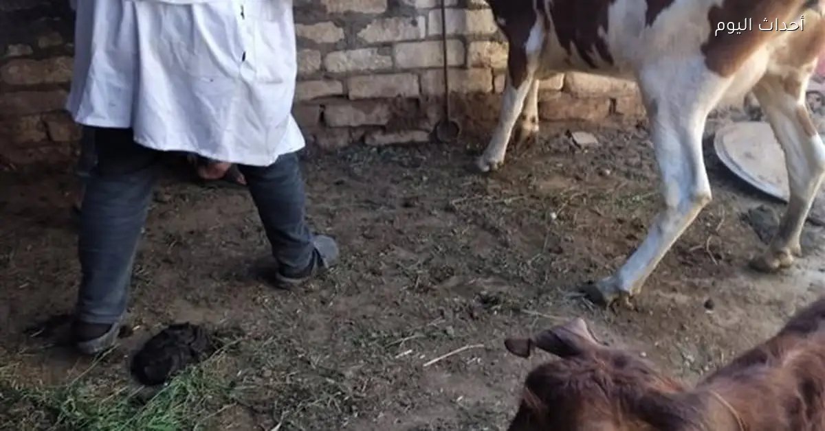 حملة لتحصين الماشية وتوعية المربين في الشلوفة بالسويس