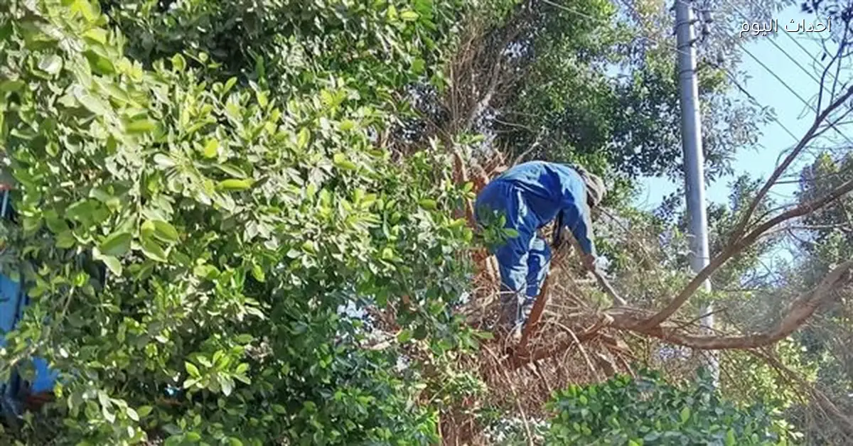 رئيس مدينة قنا يتابع تقليم الأشجار لتجنب الحوادث