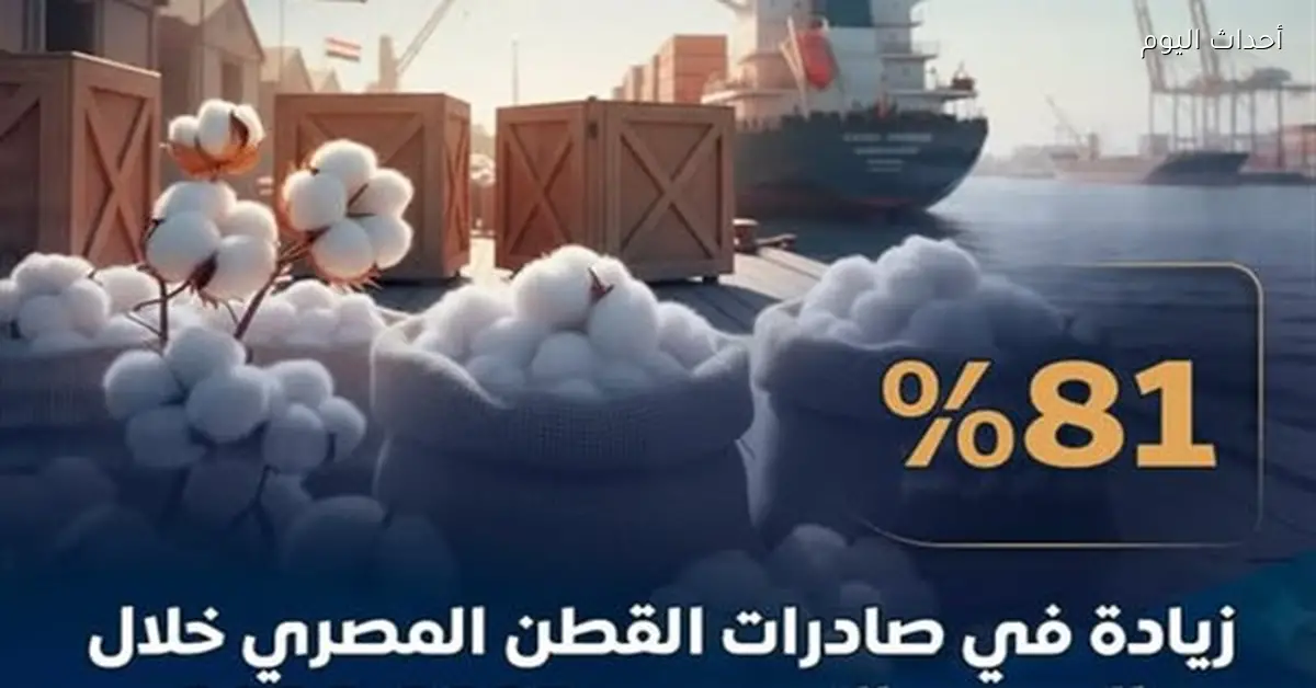 زيادة صادرات القطن المصري 81% في 2025-2026