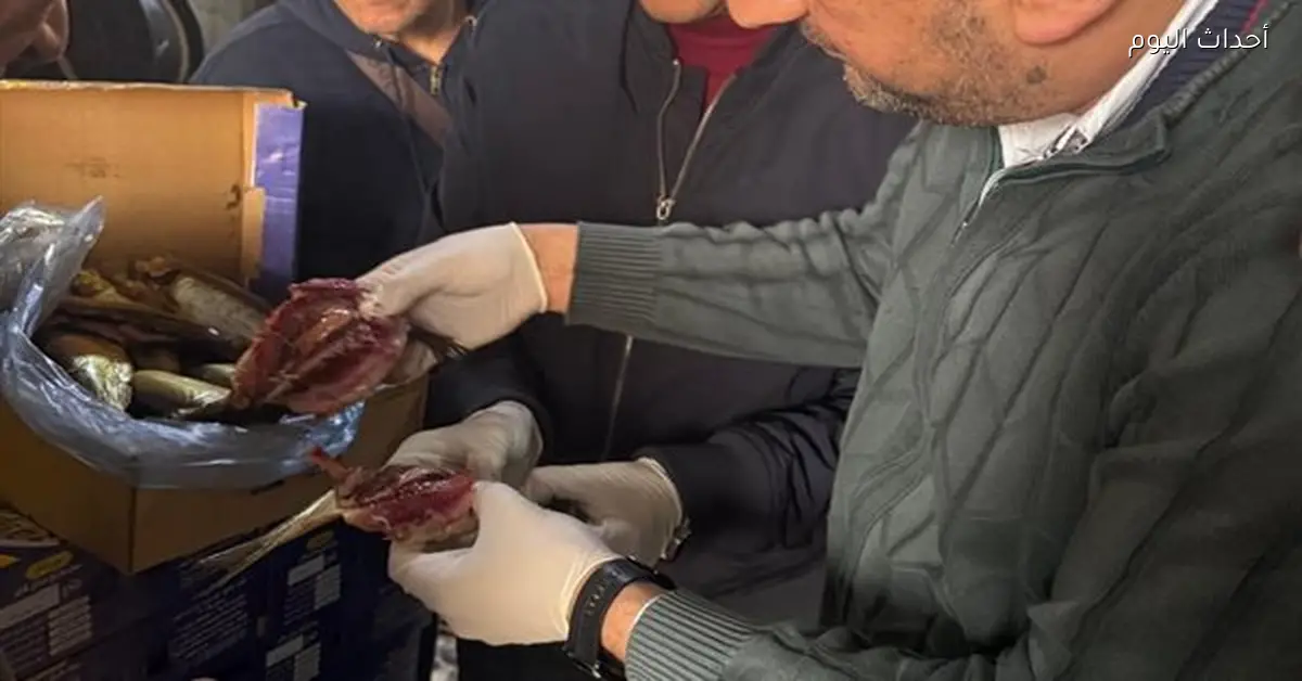 ضبط 5.5 طن رنجة فاسدة في مصانع غير مرخصة بالغربية