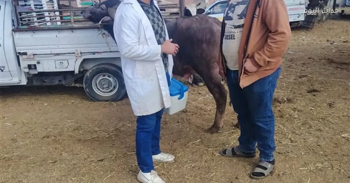 متابعة سوق الماشية وتحصين الحيوانات بالسويس