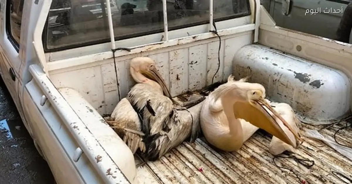 مصادرة بجعتين من محل أسماك بالشرقية