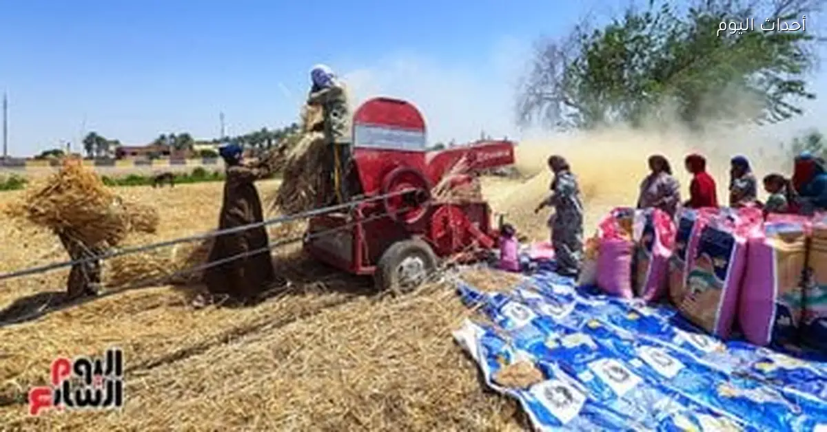 موسم حصاد القمح يبدأ منتصف أبريل المقبل في مصر