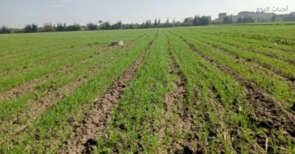 وزير الزراعة يؤكد أولوية القمح واستهداف توريد 5 ملايين طن