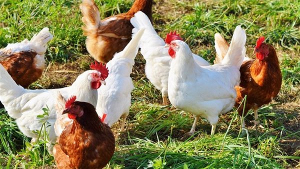 سعر كيلو الفراخ البيضاء اليوم الأحد