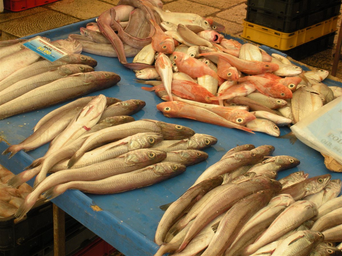 أسعار السمك اليوم