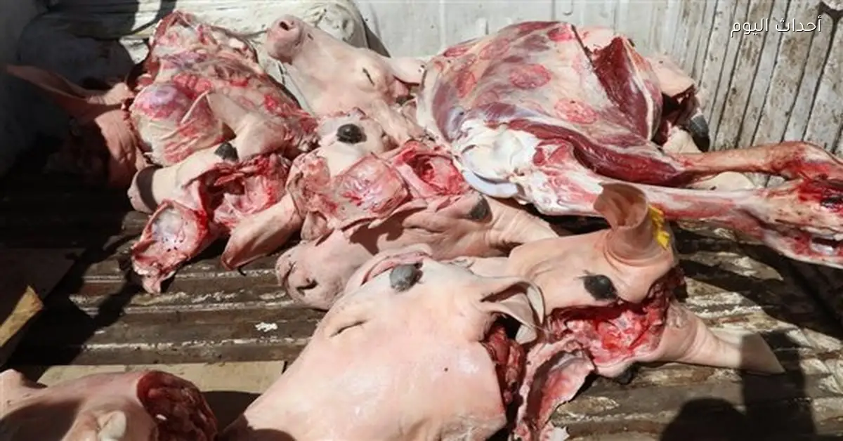 ضبط 11 رأس بتلو و60 كجم لحوم خارج المجازر الرسمية