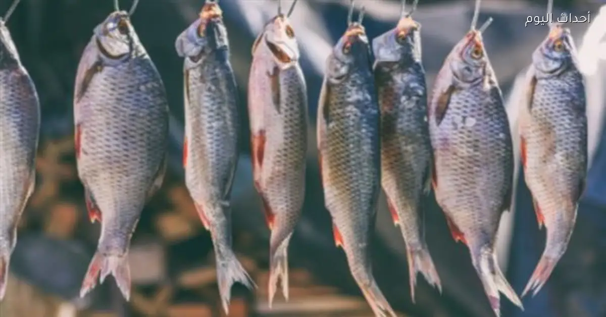أسعار الأسماك المملحة والفسيخ قبل شم النسيم