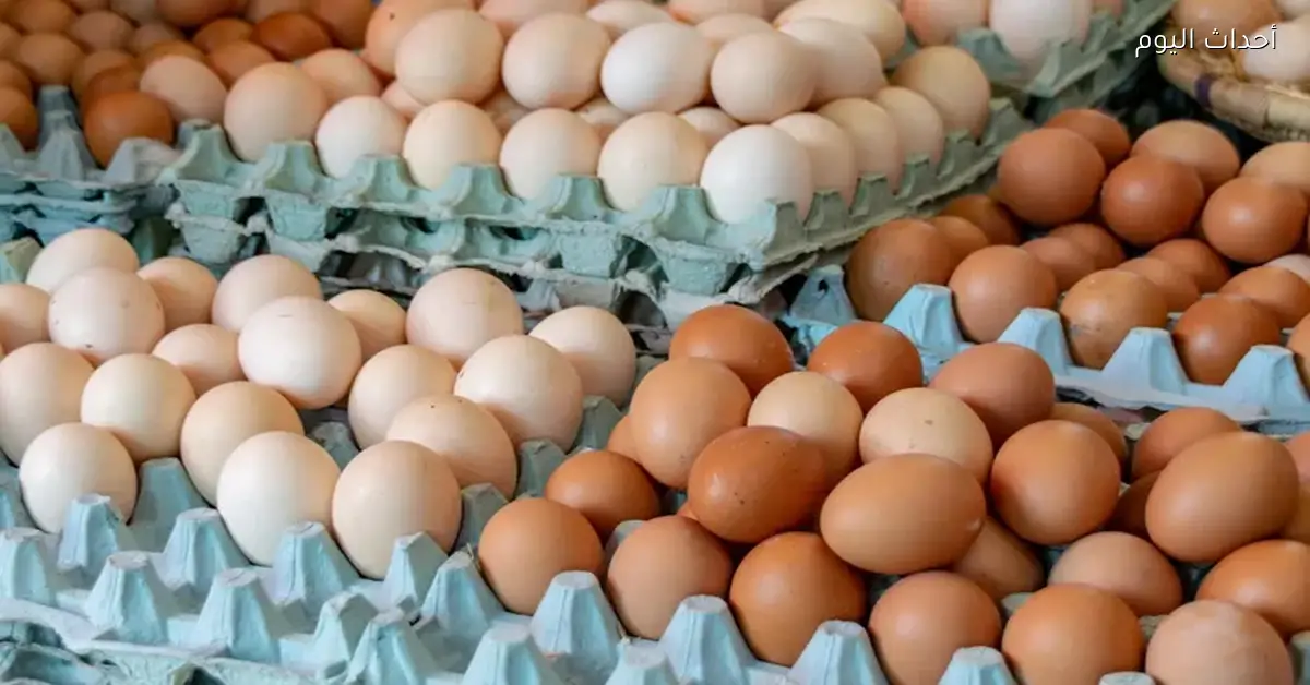 أسعار الدواجن والبيض اليوم الأحد 5 أبريل 2026