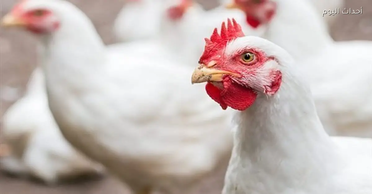 أسعار الفراخ اليوم 4 أبريل 2026 استقرار في البيضاء وتحرك في الساسو والبلدي