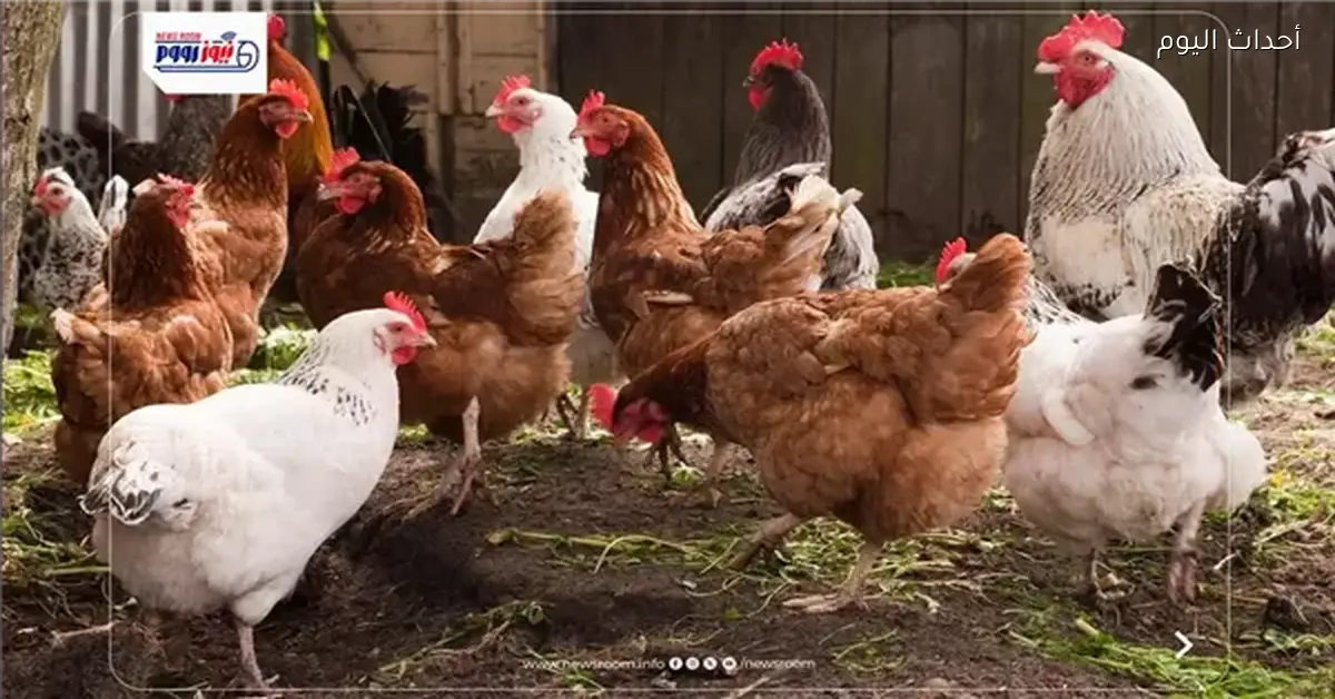 أسعار الفراخ ترتفع اليوم إلى 90 جنيهًا