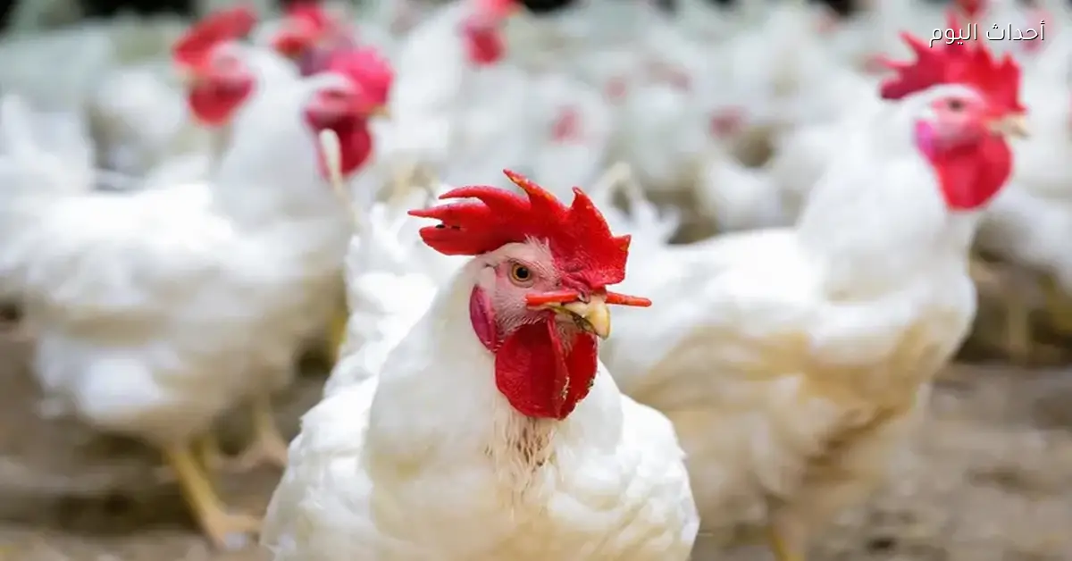 ارتفاع أسعار الأعلاف 85% يهدد منتجي الدواجن بالخروج من السوق