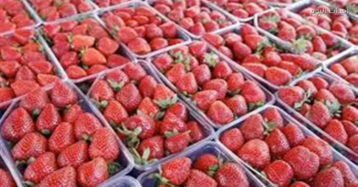 ارتفاع إنتاج الفراولة 40% يخفض الأسعار في 2026