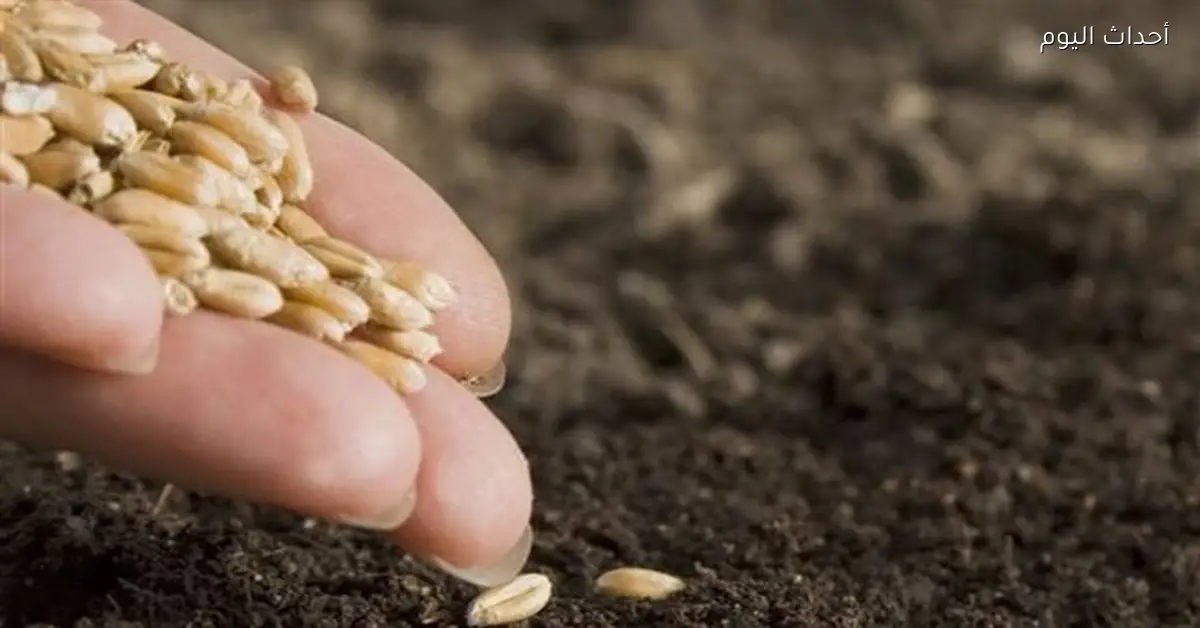 الزراعة تحذر من شراء تقاوي مجهولة المصدر وتعلن عن عقوبات للمخالفين