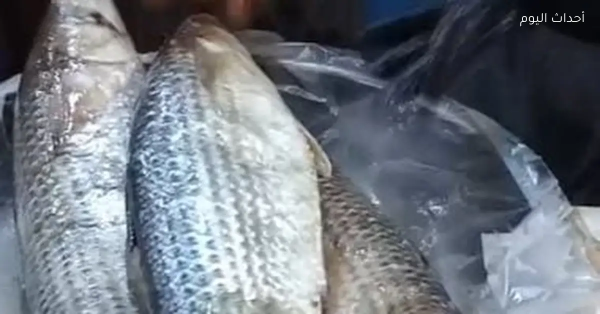 العروسة في كفر الشيخ تأكل فسيخ قبل الزفاف عادة متوارثة