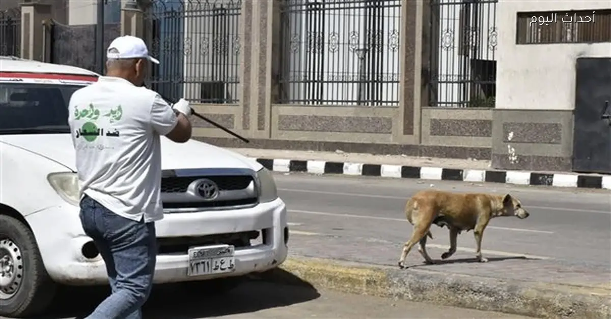 تحصين 21 ألف كلب وتعقيم 1000 في حملة مكافحة السعار