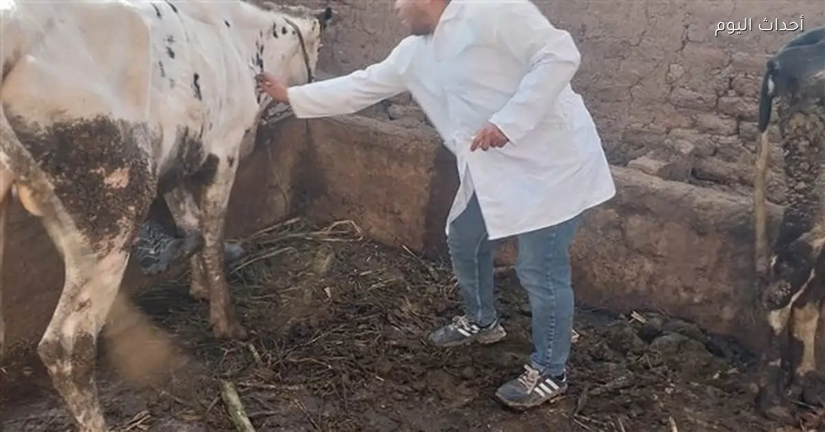 تحصين 25753 رأس ماشية ضد الجلد العقدي بقنا