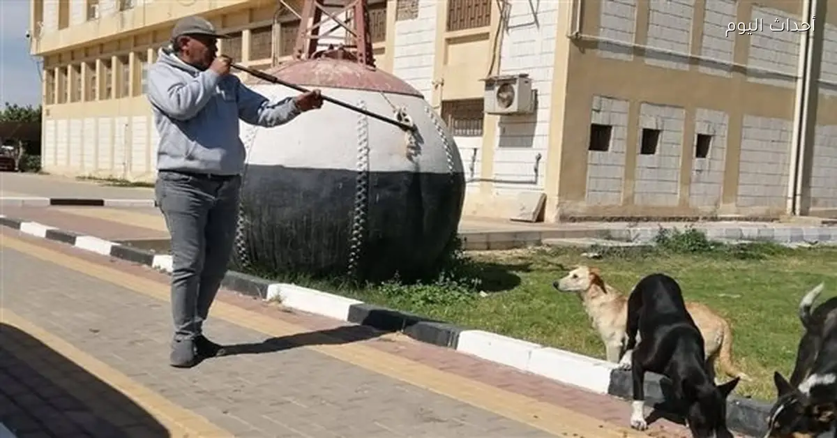 تحصين الكلاب الضالة في بورتوفيق لمكافحة السعار بالسويس