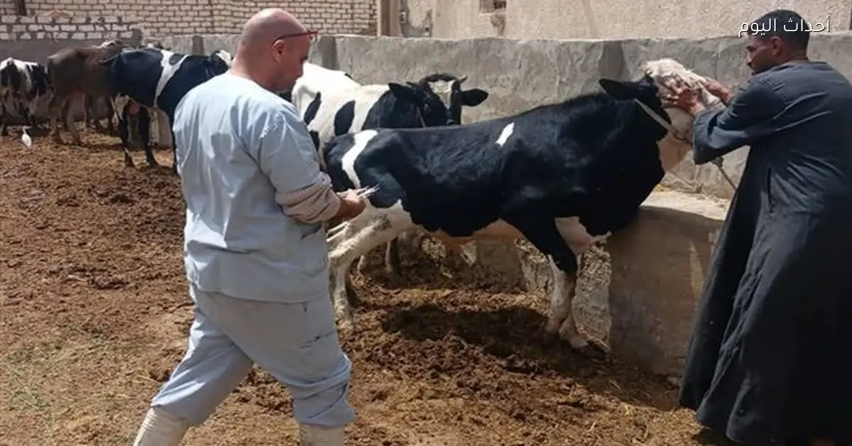 تحصين الماشية ضد الجلد العقدي وجدري الأغنام في السويس