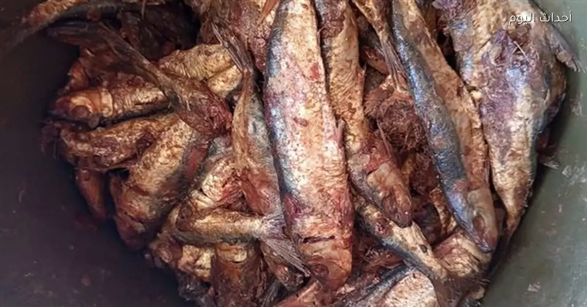 تموين الأقصر تضبط 200 كيلو فسيخ فاسد