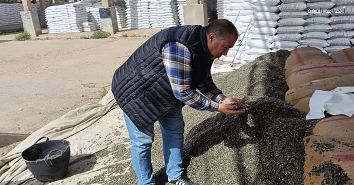 توزيع 15 ألف شيكارة قطن على المزارعين قريباً