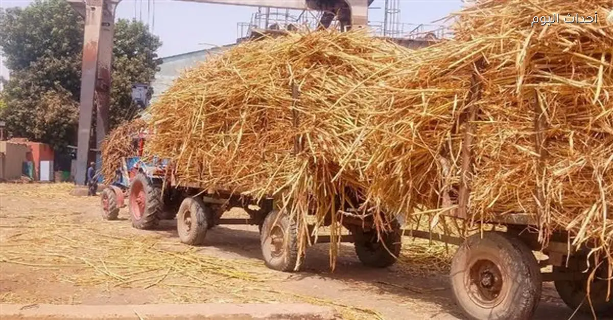 زراعة قنا تتابع توريد القصب وفحص المحاصيل الاستراتيجية