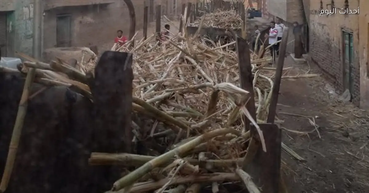 سائق قطار القصب بقنا: نتحمل مسؤولية الأرواح على القضبان