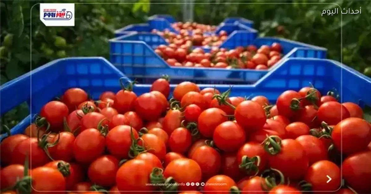 سعر الطماطم في السوق اليوم 4 أبريل 2026