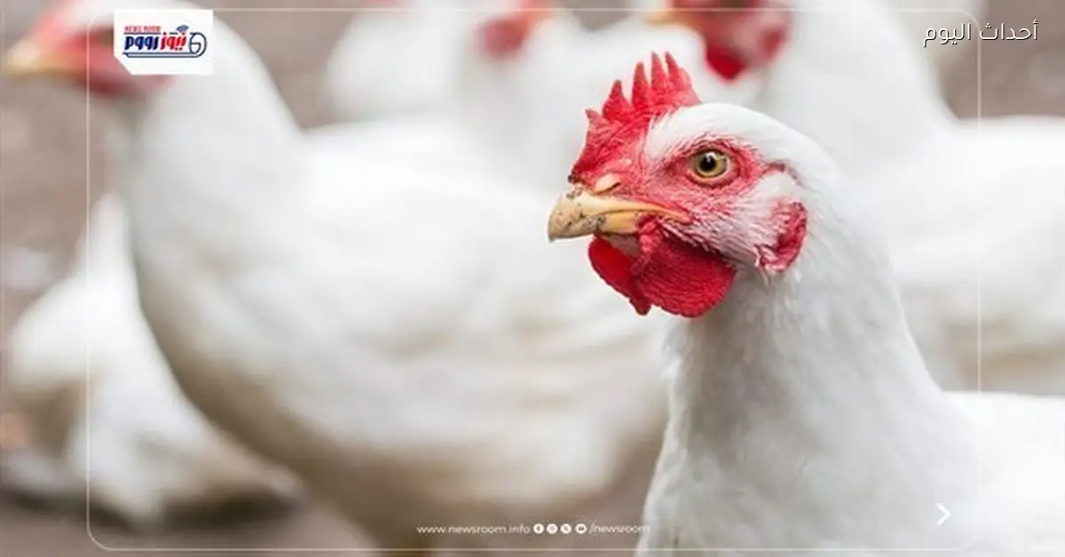 سعر كيلو الفراخ البيضاء اليوم الثلاثاء في بورصة الدواجن